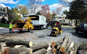 How Our Tree Care Process Works  in  Johnstown, PA