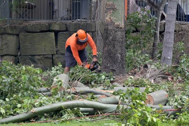 Trusted Johnstown, PA Tree Care  Experts